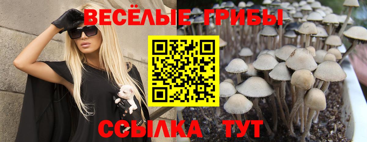 Галлюциногенные грибы GOLDEN TEACHER  Вход с VPN  Кулебаки 